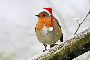 Robin