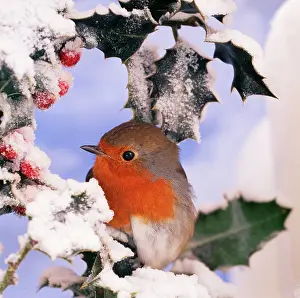 ROBIN - in frozen Holly