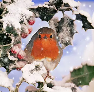 250521: ROBIN - in frozen Holly