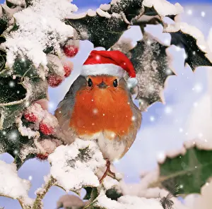 250521: ROBIN - in frozen Holly wearing red Christmas Santa hat