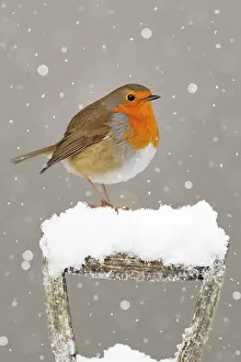 Spade: Robin - on garden fork handle in snow - UK Digital Manip