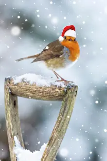 250521: Robin on garden Fork Handle in winter snow wearing a red Chr