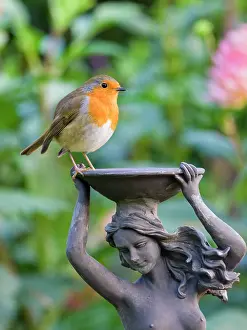 Erithacus: Robin on garden sculpture
