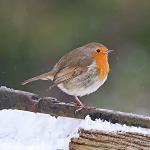 Falling: Robin - on gate in falling snow