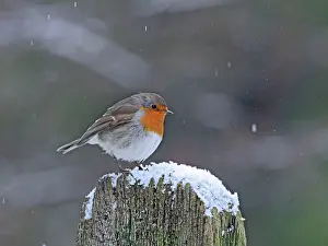 Falling: Robin - on gate post in falling snow