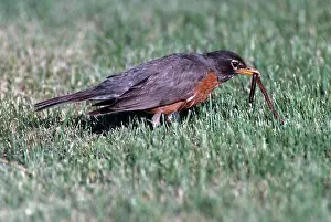 Pulling: Robin Getting Worm