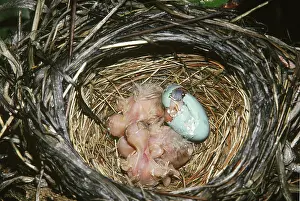 Crack: Robin hatchlings in nest