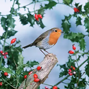 Rosehip: ROBIN - With Holly and Rosehips