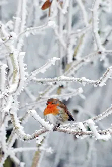 Intensely: Robin in intensely cold frosty weather, minus 5