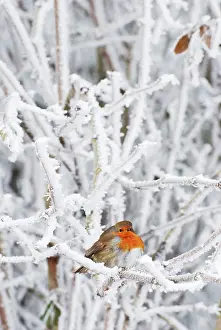 Intensely: Robin in intensely cold frosty weather, minus 5