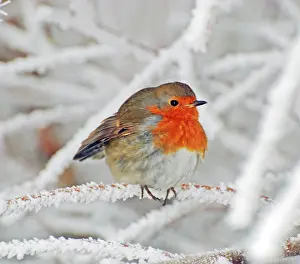 Intensely: Robin in intensely cold frosty weather, minus 5