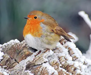 Robins: Robin in intensely cold frosty weather, minus 5