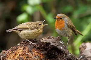 Jake Stephen: Robin juvenile begging for food from adult
