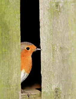 Barns: Robin - looking out of barn