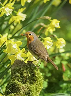 Erithacus: Robin - with mealworm perched on mossy stone with daffodils