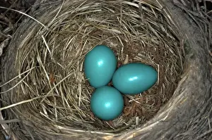 Migratorius: Robin nest