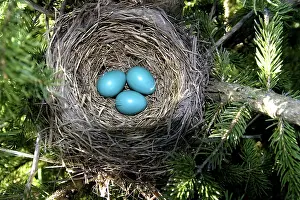 Migratorius: Robin Nest