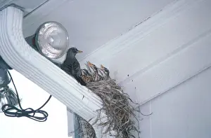 Suburban: Robin Nest