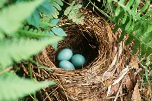 Turdidae: Robin Nest
