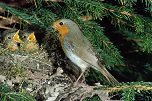 R T Smith: Robin - at nest with young