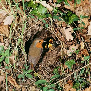 Hedgerows: Robin - at nest with young