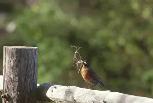 Migratorius: Robin with Nesting Material
