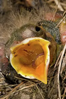 Migratorius: Robin Nestling