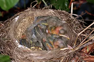 Breast: Robin Nestlings