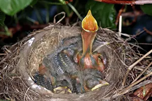 Breast: Robin Nestlings