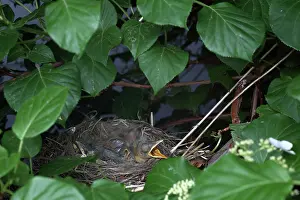Breast: Robin Nestlings