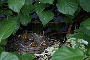 Breast: Robin Nestlings