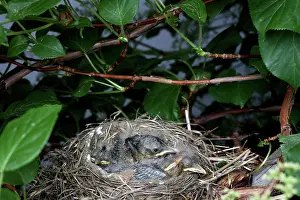 Breast: Robin Nestlings