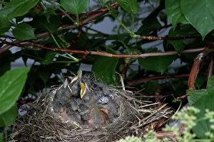 Breast: Robin Nestlings