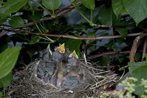 Breast: Robin Nestlings
