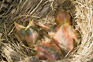 Migratorius: Robin Nestlings