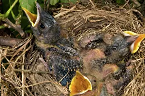 Migratorius: Robin Nestlings