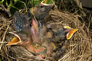 Migratorius: Robin Nestlings