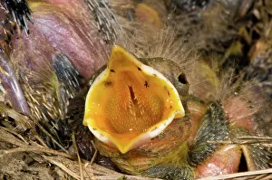 Migratorius: Robin Nestlings