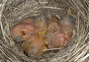 Breast: Robin nestlings