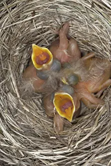 Breast: Robin nestlings