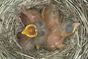 Breast: Robin nestlings