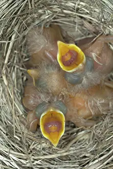 Breast: Robin nestlings