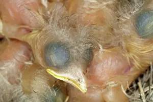 Breast: Robin nestlings