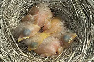 Breast: Robin nestlings