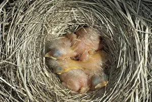 Breast: Robin nestlings