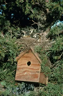 Suburban: Robin Nestlings