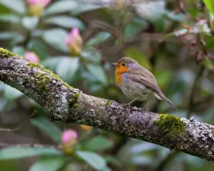 Communications: Robin, perched on branch, singing, springtime, Hessen