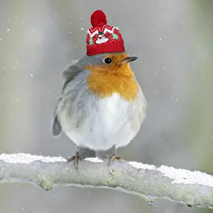 151119: Robin - perched on branch in snow with Christmas bobble hat