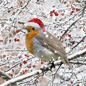 151119: Robin, perched on branch wearing Christmas hat