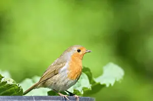 Compost: Robin - Perched on edge of of compost bin